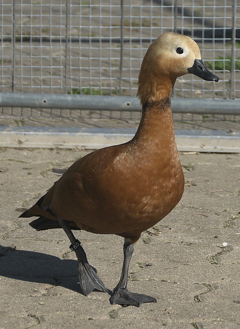 它是激情